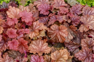 Heuchera 'Peachberry Ice' 